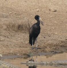 Anastomus lamelligerus