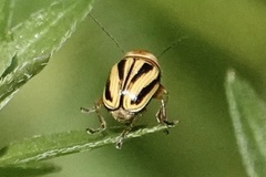 Cryptocephalus venustus