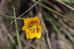 Calochortus barbatus