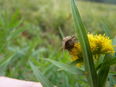 Agrotis venerabilis