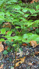 Prosartes hookeri