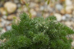 Aceria echii