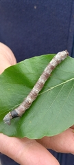 Biston betularia
