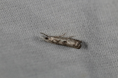 Microcrambus minor