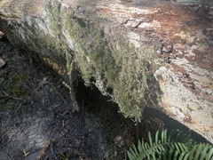 Pseudisothecium stoloniferum