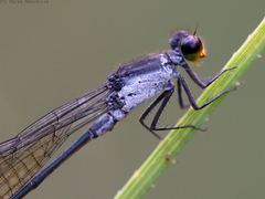 Pseudagrion lucifer