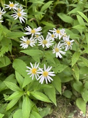 Eurybia furcata