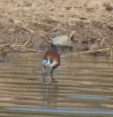 Actophilornis africanus