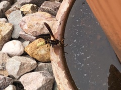 Polistes comanchus