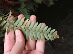 Polystichum
