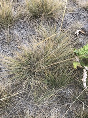 Festuca ovina