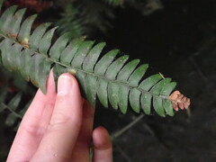 Polystichum