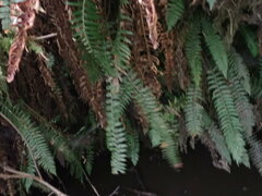 Polystichum