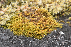 Racomitrium