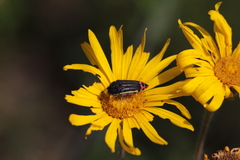 Acmaeodera flavomarginata