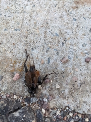 Gryllus