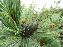 Pinus pumila