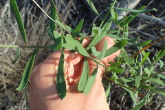 Heliophila linearis