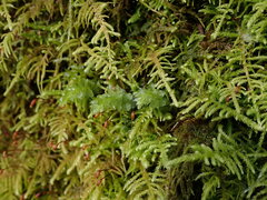 Plagiomnium venustum