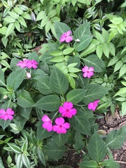 Impatiens walleriana