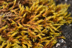 Racomitrium