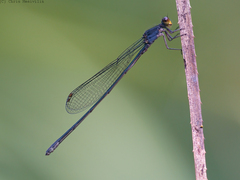 Pseudagrion lucifer