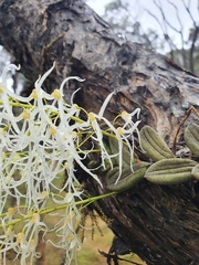 Dendrobium linguiforme