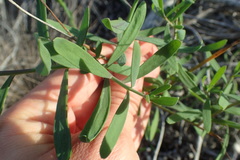 Heliophila linearis