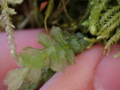 Plagiomnium venustum