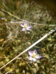 Spergularia marina