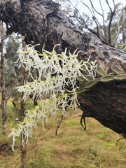 Dendrobium linguiforme