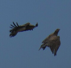 Polemaetus bellicosus