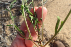 Heliophila linearis