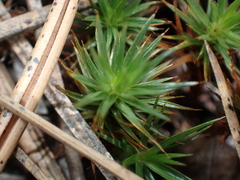 Polytrichum juniperinum