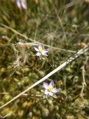 Spergularia marina