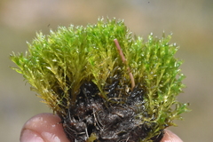 Ptychostomum
