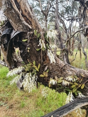 Dendrobium linguiforme