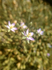 Spergularia marina