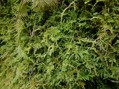 Claopodium crispifolium