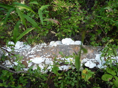 Trichaptum subchartaceum