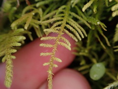 Claopodium crispifolium