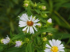 Symphyotrichum firmum