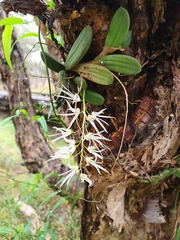 Dendrobium linguiforme