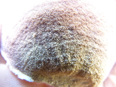 Trichaptum subchartaceum