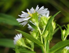 Symphyotrichum firmum
