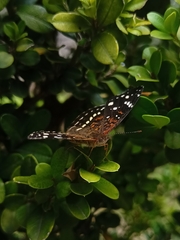 Anthanassa texana texana