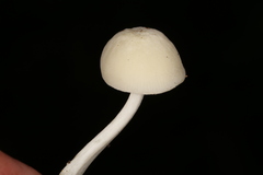 Lactocollybia