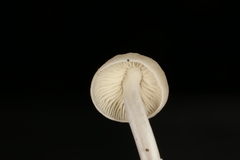 Lactocollybia