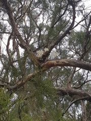 Dendrobium linguiforme