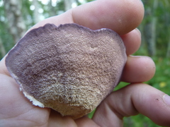 Trichaptum subchartaceum